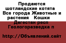 Продаются шотландские котята - Все города Животные и растения » Кошки   . Дагестан респ.,Геологоразведка п.